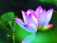 綠植租擺