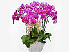 年宵花